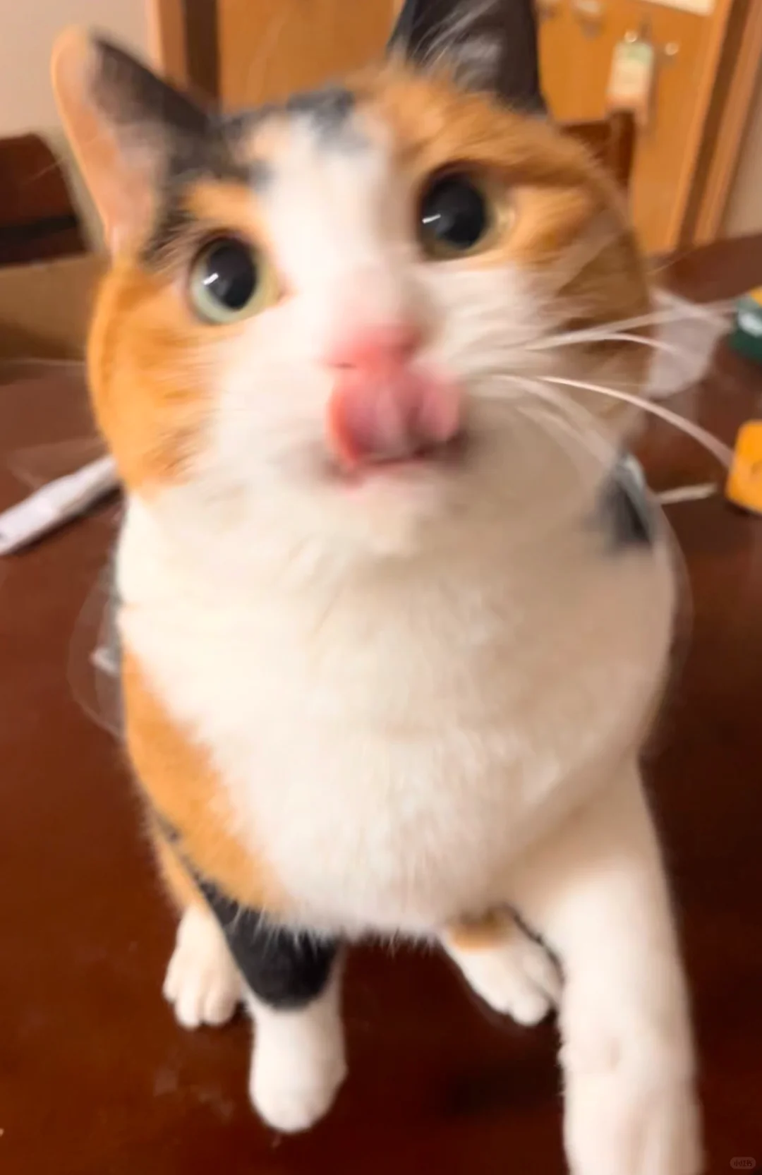 人，把你晚饭给我分点