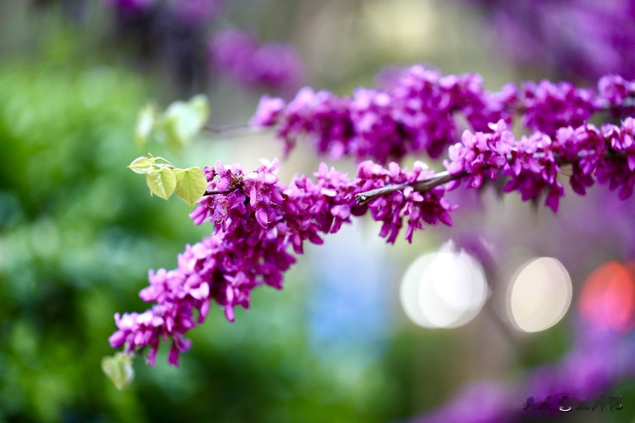 春日紫霞滤镜（随手拍）。这是我在单位院子里抓拍的一张紫荆花照片。构图精准捕捉到了