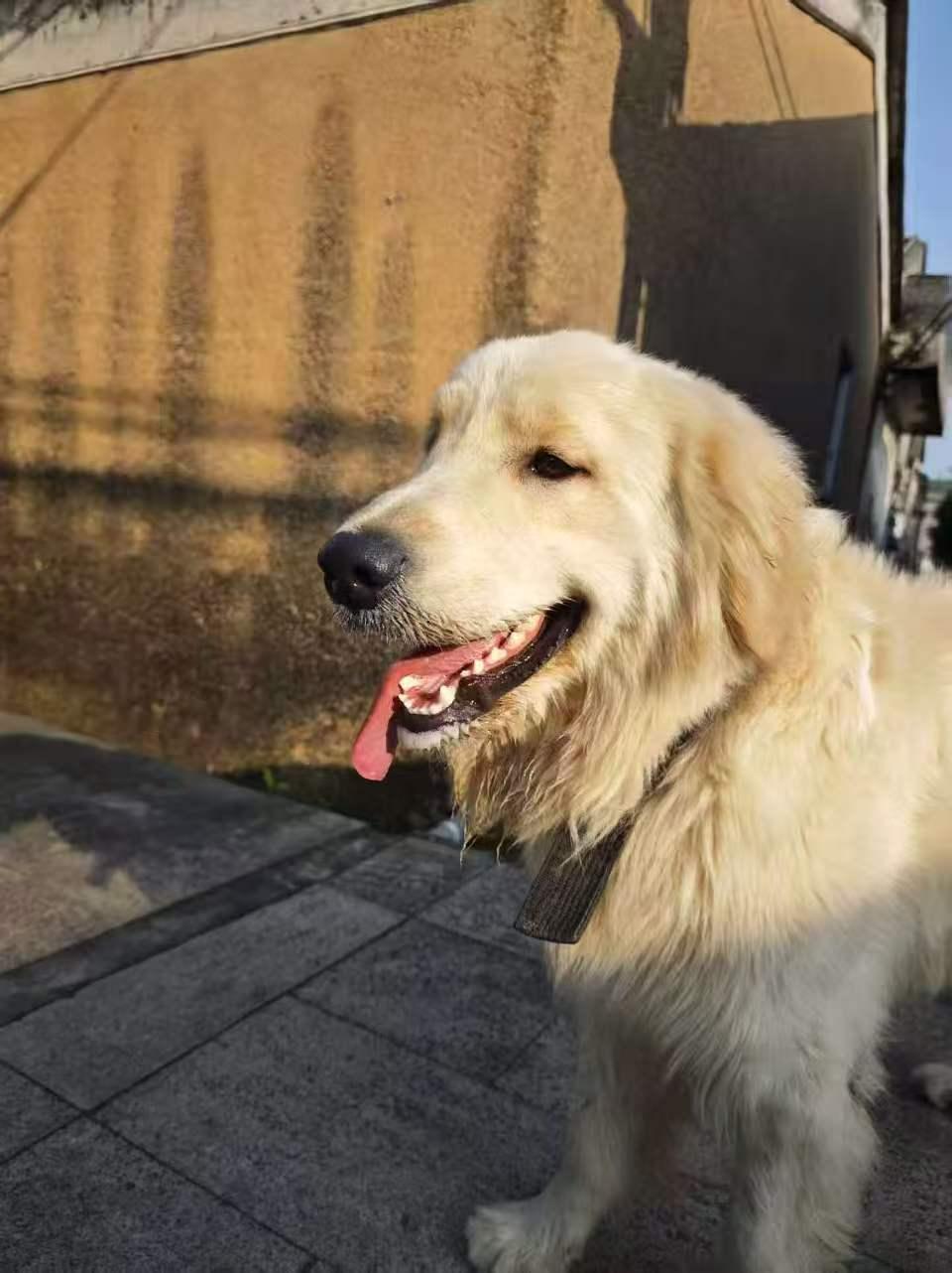 珠海，谁家丢了金毛犬？
谁家丢了金毛犬？有脖圈，约1到2岁，聪明，干净，乖巧，会