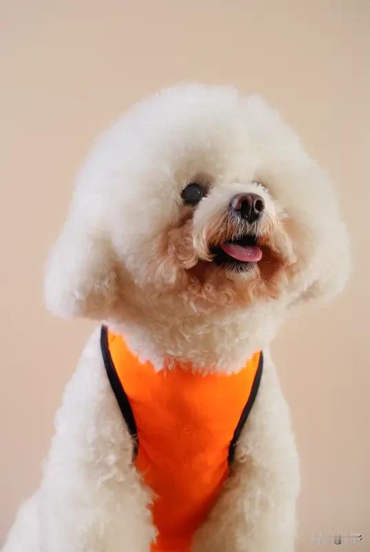 饭店内有宠物，这事儿争议可不小。7月21日江西宜春一家餐饮店，有顾客让宠物狗坐餐