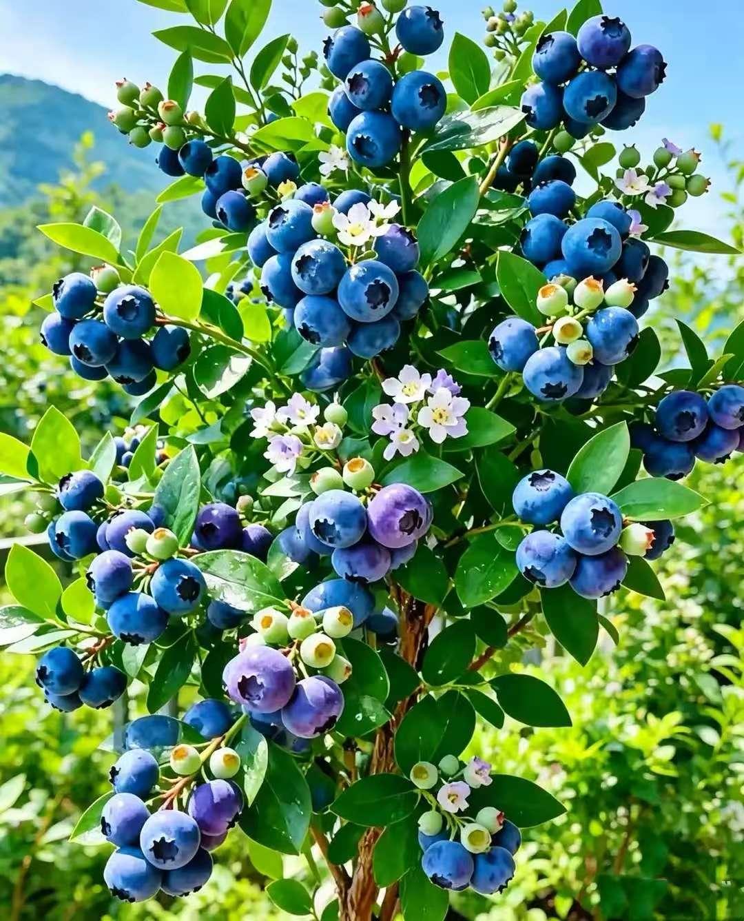 山坡羊·咏蓝莓
圆珠凝紫，
繁枝堆翠，
莹莹清露沾芳穗。
绽轻蕊，沐朝晖，
酸甜