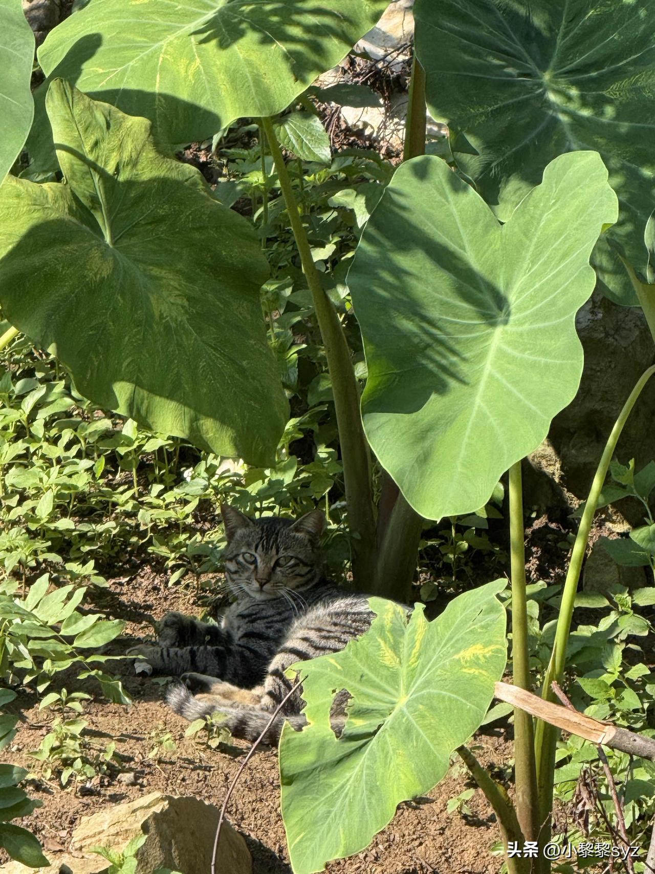 一家四口只剩一家三口啦！
…
我家的狸花大猫猫又不见了，只剩小花花和她的两个崽崽