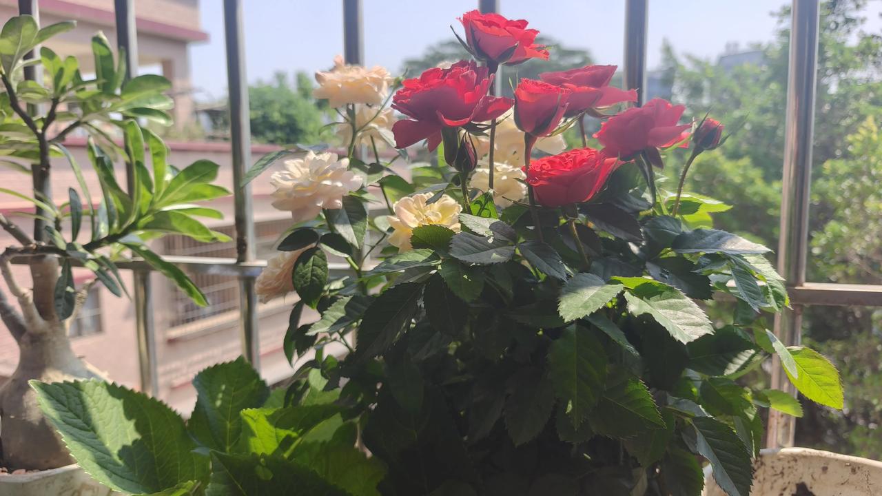 鲜花盛开图片这就是我在租房的阳台上种的鲜花，因为我的阳台太小就只能种这些了。