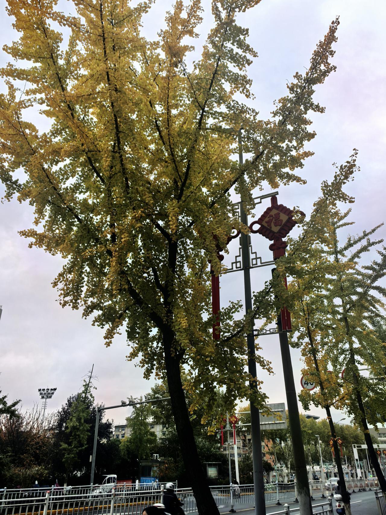 晒图笔记大赛路过经常走过的街道，两旁十几棵银杏树矗立在人行道上，见证着春夏秋冬的