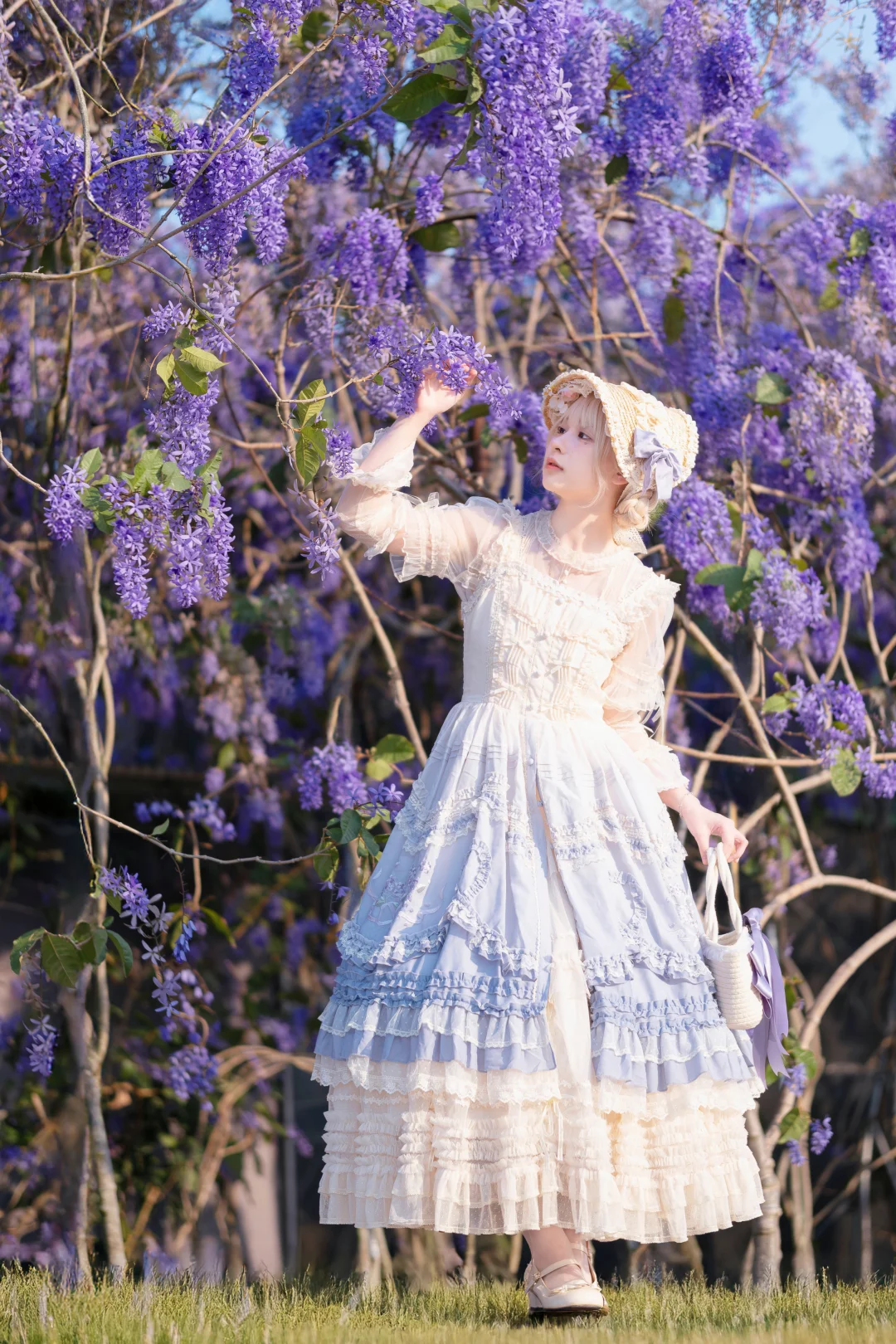 蓝花藤紫色花海 美得像漫画