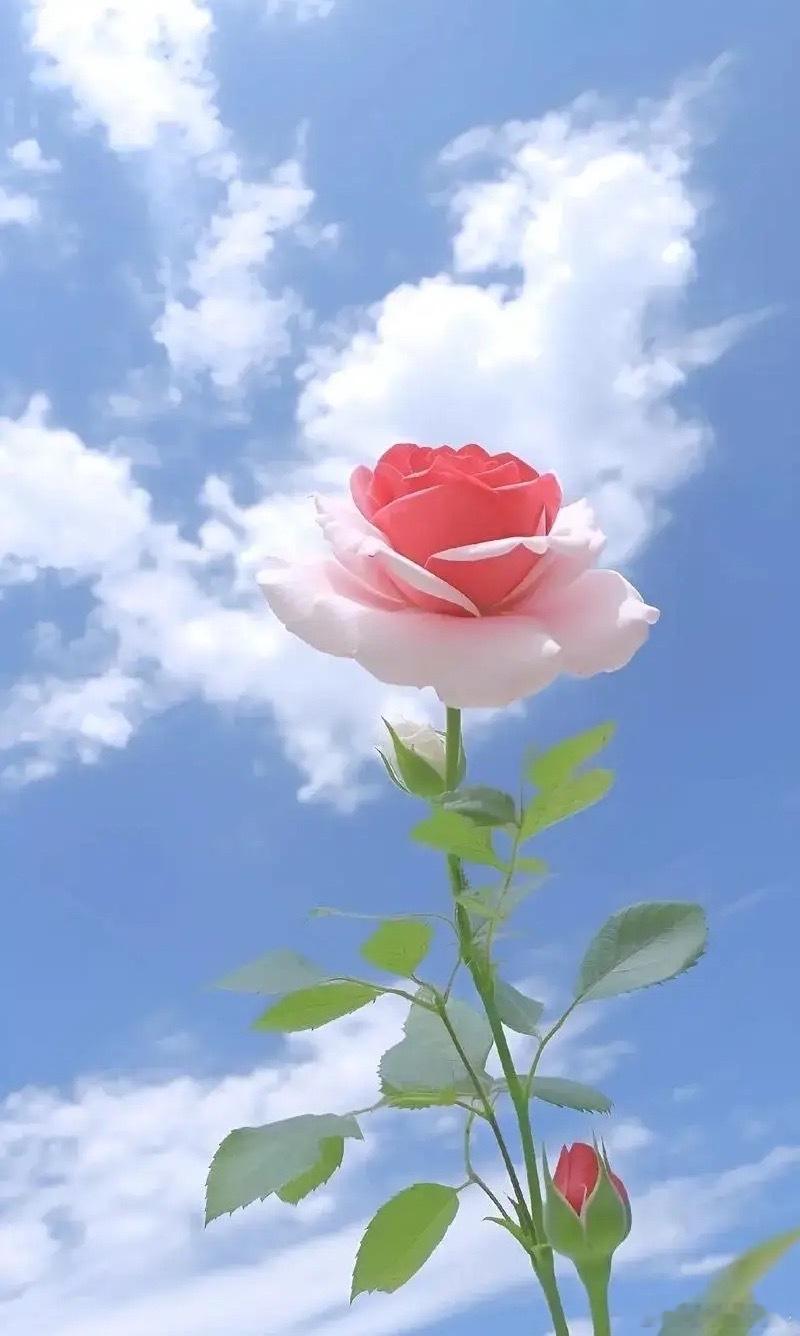 早评： A股马上就要开盘了，对于今天的行情，莎莎再重点分享几个观点第一，今天是星