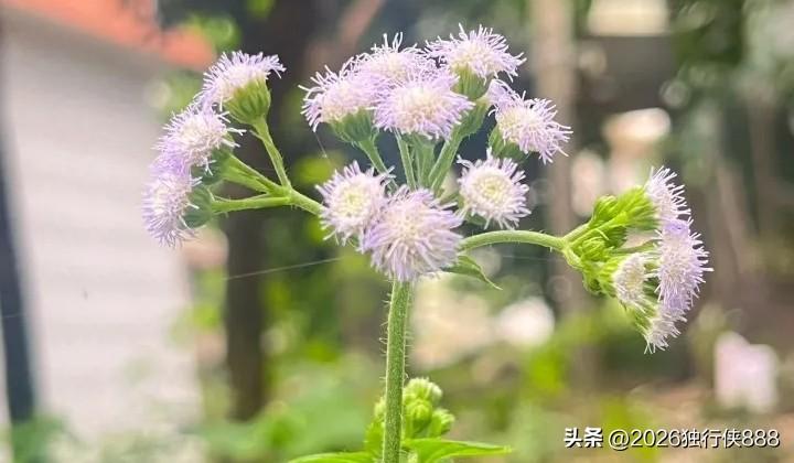 第三终端的县总们，现在接品种大家还交保证金吗？

这两天有点郁闷，做了三年多的产