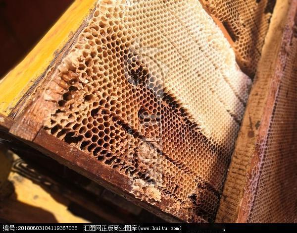 意蜂与土蜂巢胚有区别——巢胚（巢脾/巢础）不能直接互换育子，但可有限度互换存蜜。