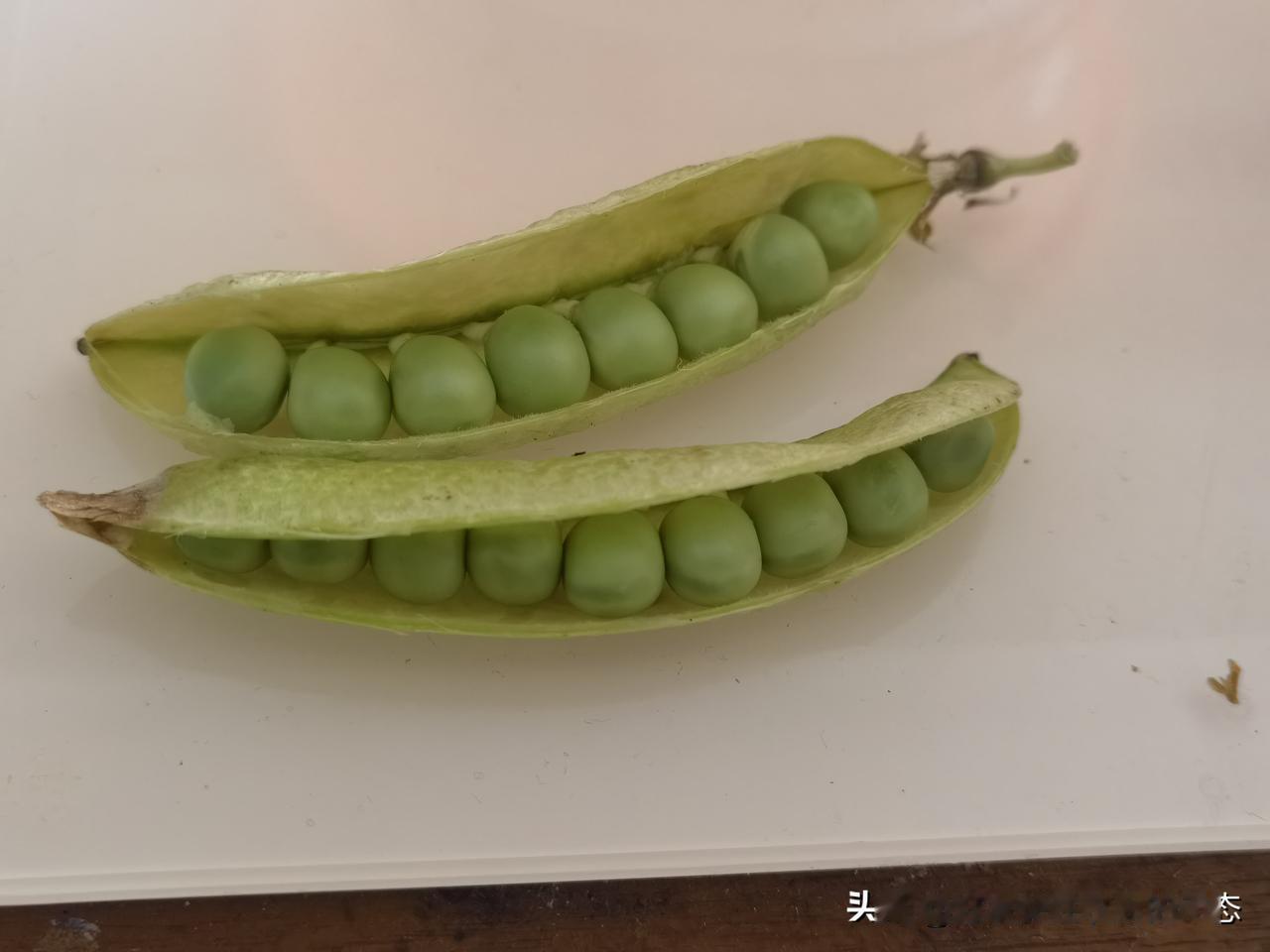 这个豌豆粒与猪肠子是不是有相似的地方和样态呢？