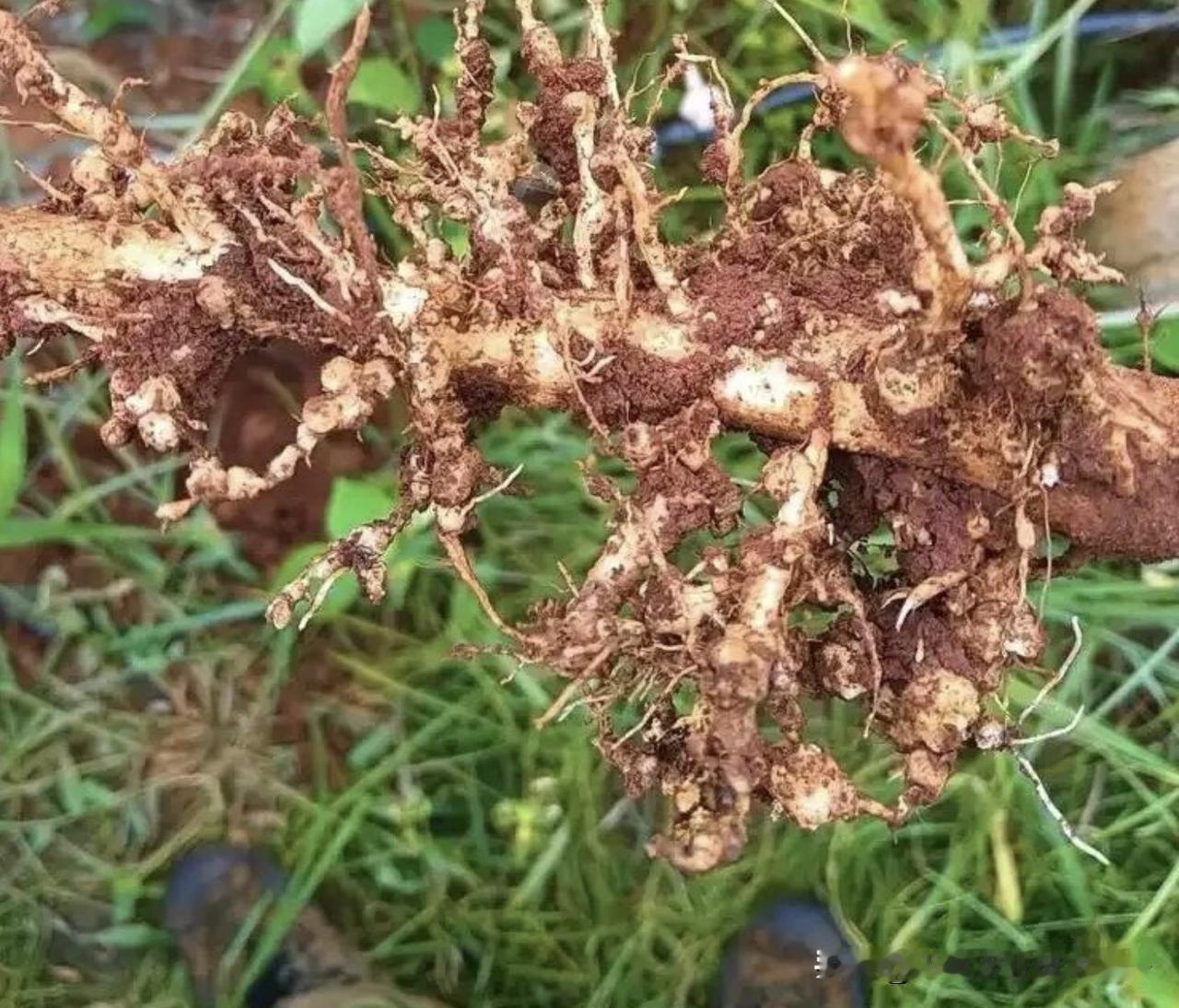 根结线虫藏匿于土壤与作物根系内部，繁殖速度快、存活周期长、抗逆性极强，是蔬菜、瓜