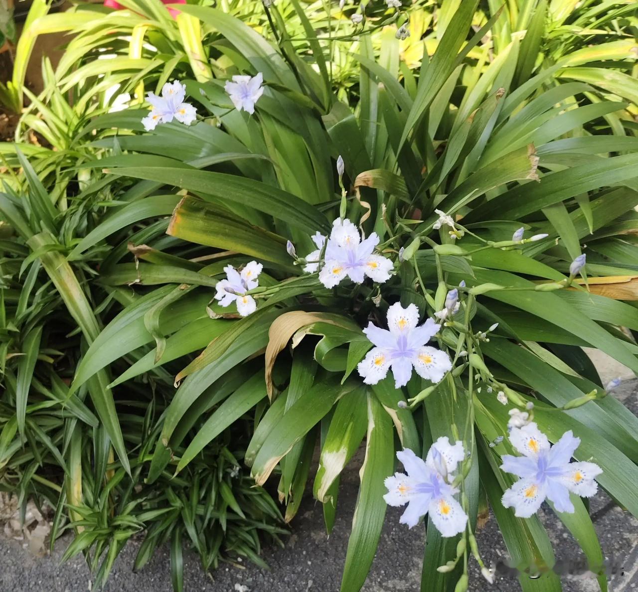 春日生活打卡季
