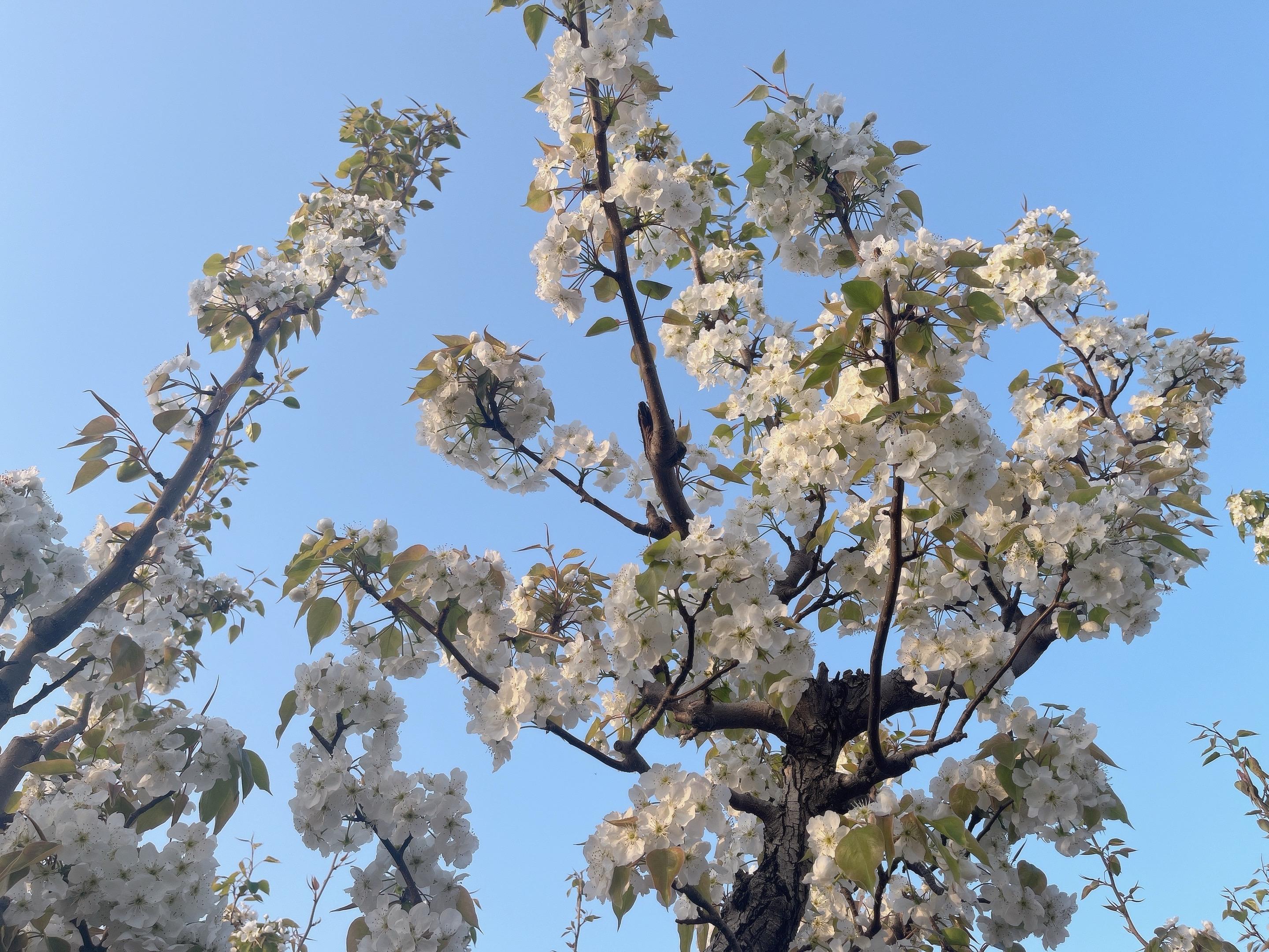 花与树的浪漫 上热门 仰拍花树 体彩小姐姐