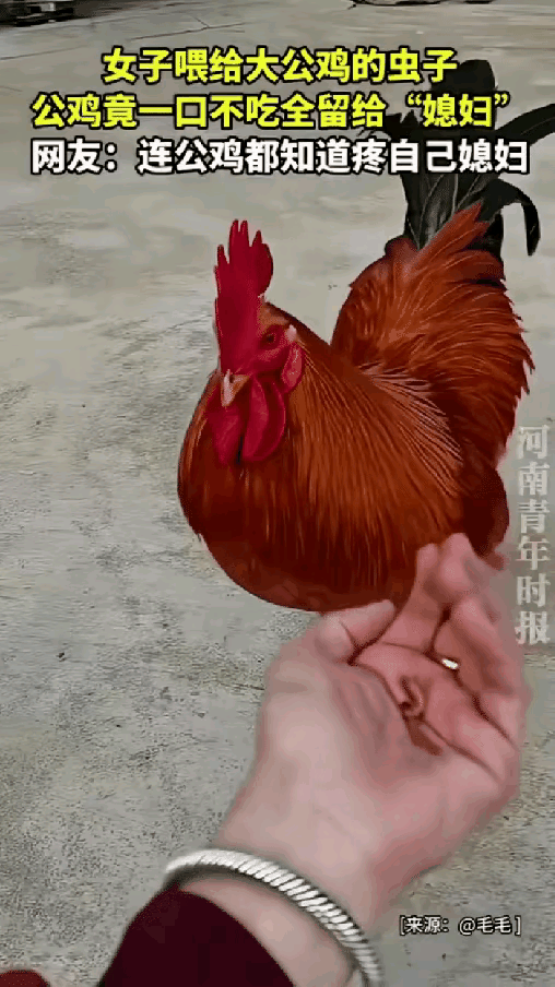 出乎意料了，湖北，一女子将两条虫喂给家里一只公鸡吃，本以为公鸡过来后，会眼都不眨