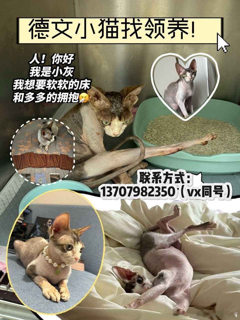 上海领养 ❤️流浪猫领养 上海德文给它一个家！bot您好！我是之前为德文三姐妹投