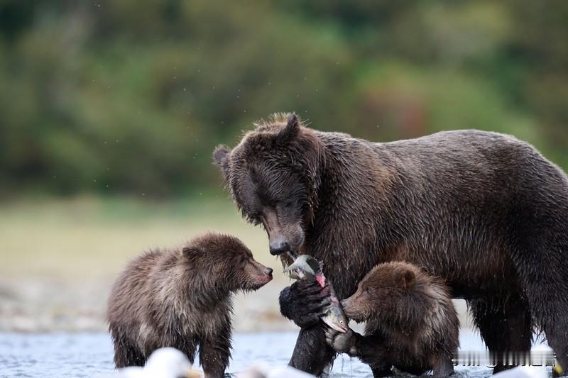 美国大使馆罕见发布赴日旅行警示，提醒公民防范熊类袭击。这纸看似平常的警告背后，暴