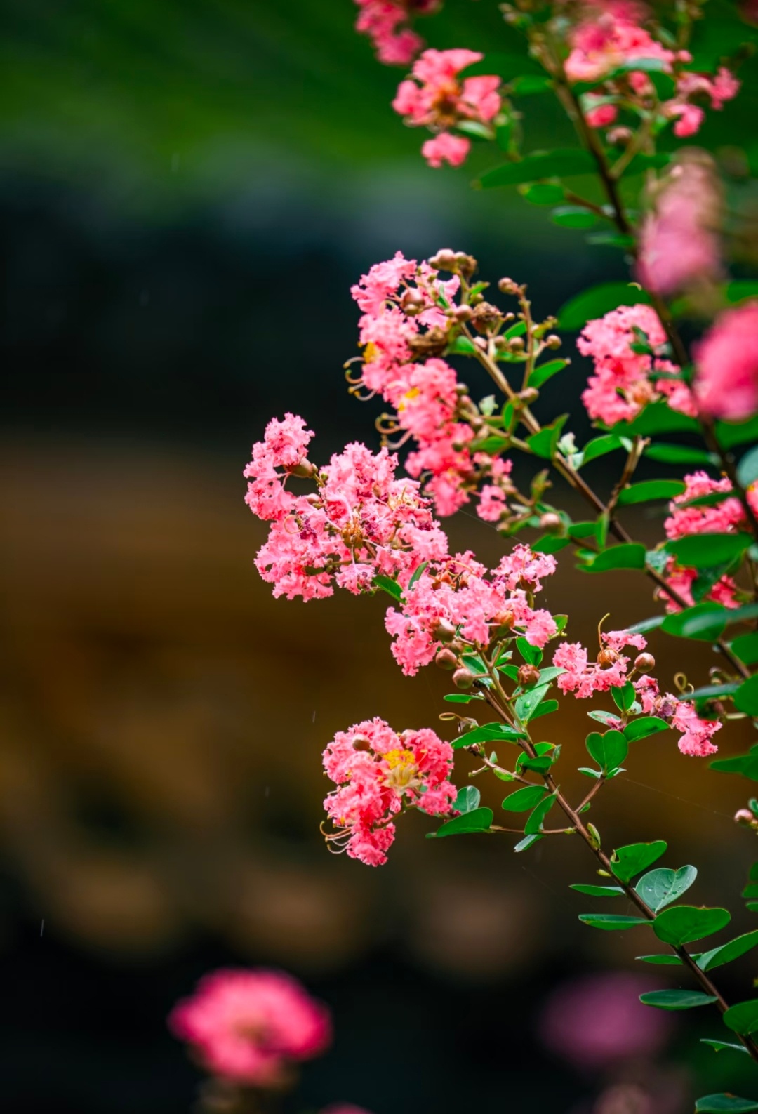 “  朱墙映粉蕊，微雨落宫檐 …  ”丨摄：佩风 