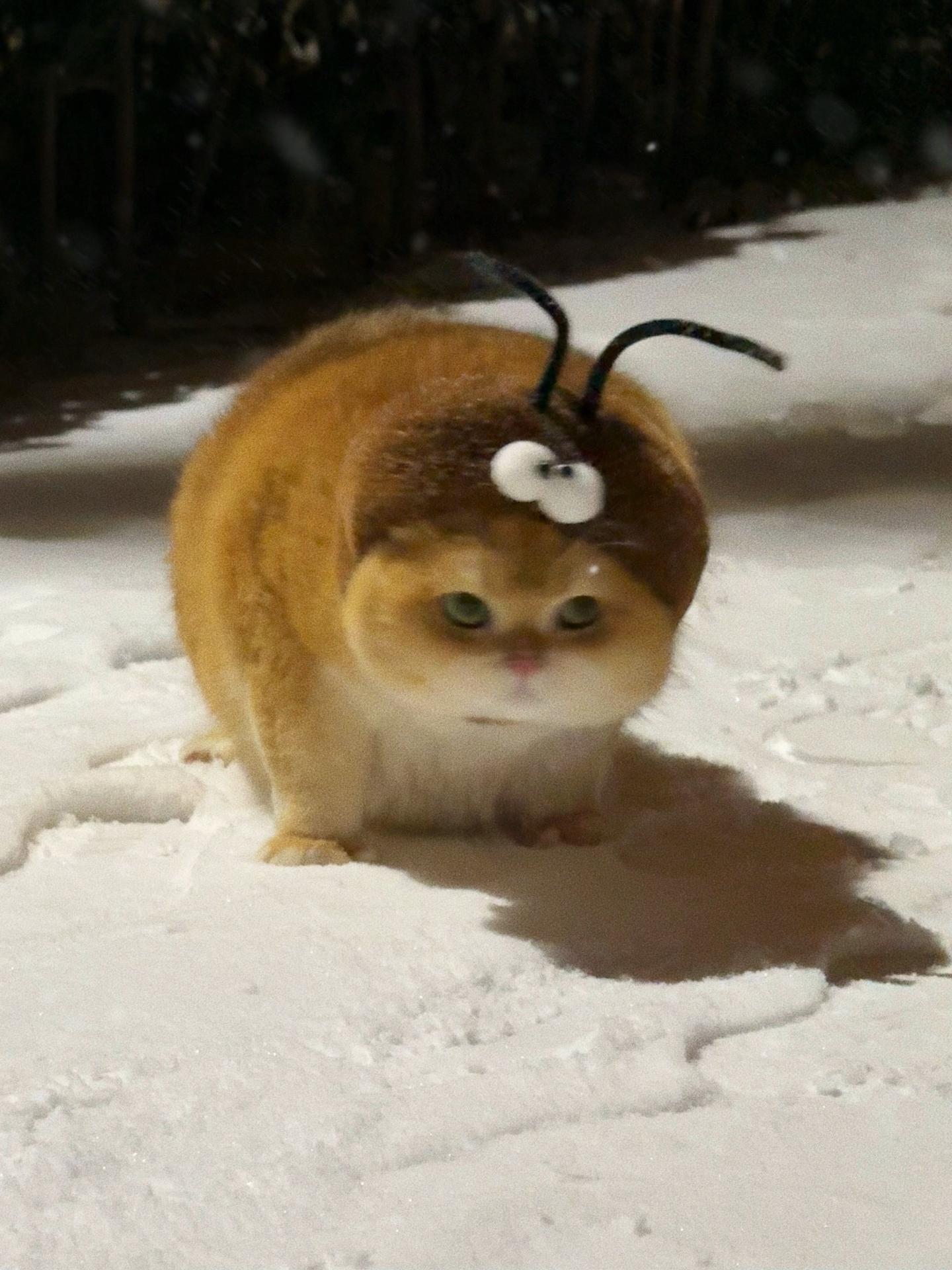 百京初雪啦❄️