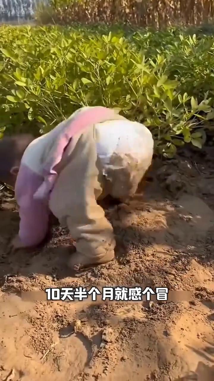 这玩意真奇怪了，孩子以前在城里十天半个月就感冒发烧，身体挺弱的。回来老家了，他爷