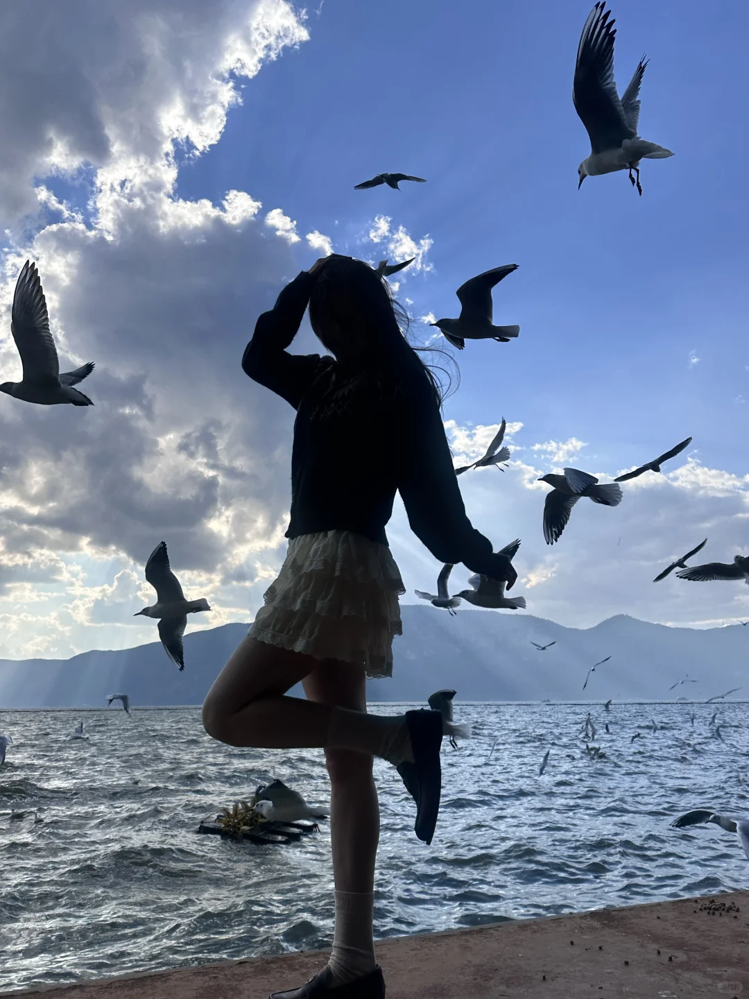 昆明海鸥季🕊️