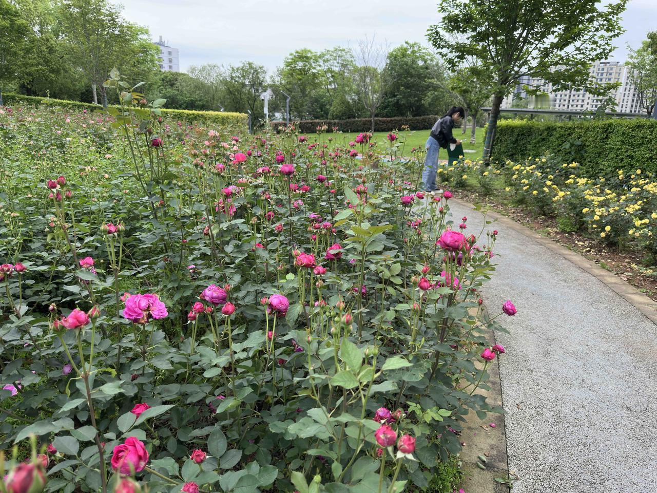 我在花园的月季花圃里拍图，​正巧有位身材苗条的年轻女性也在赏花，​我就以她为远远