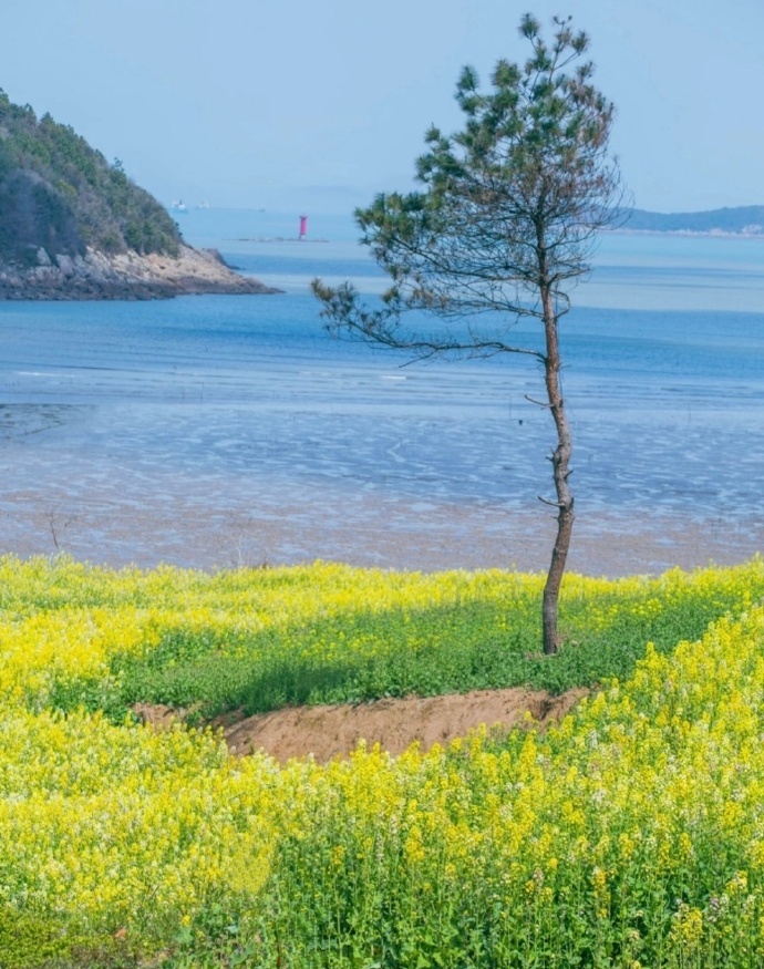 “  三月春风花香飘，人间温柔且逍遥 ...  ” 