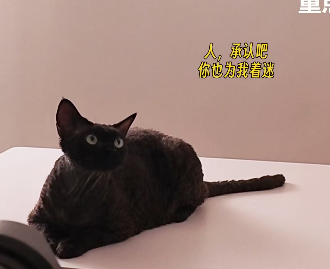 车身猫面像 ​​​
