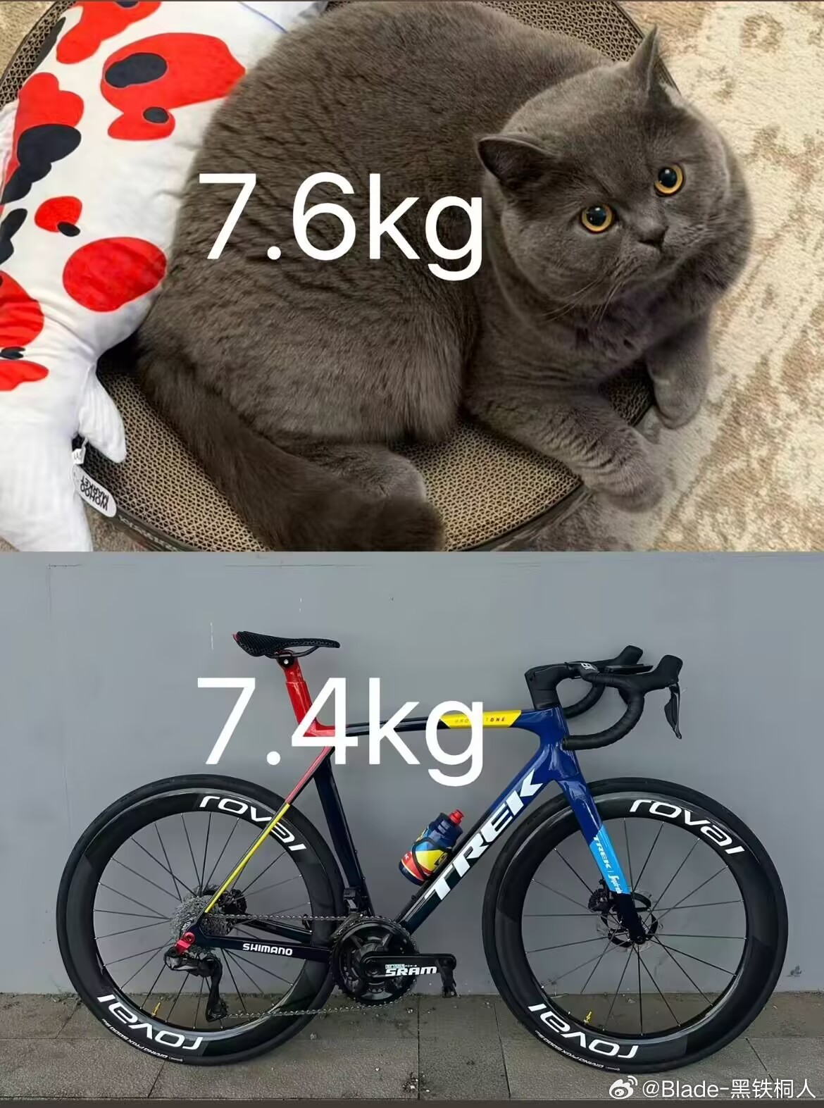 猫粮得按时按量投放