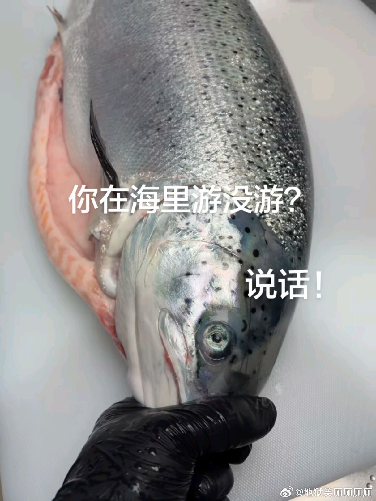 1463你在海里到底游没游？说话啊！ 