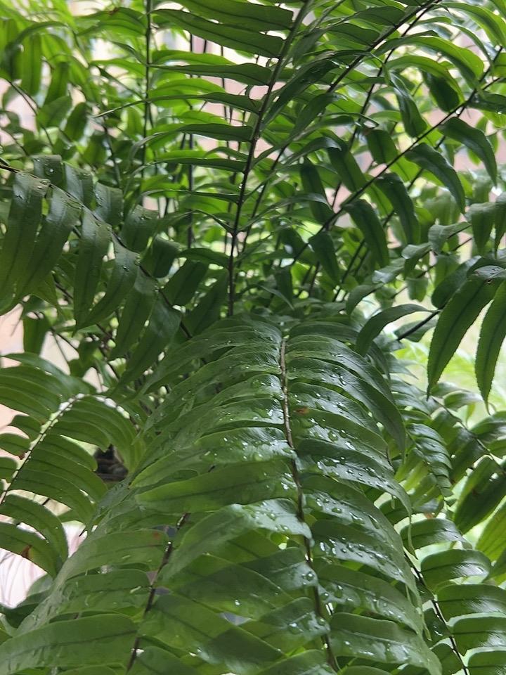 晒晒你庭院里的植物你们的阳台种了什么植物，分享出来看看，这种蕨类植物真的很好看，