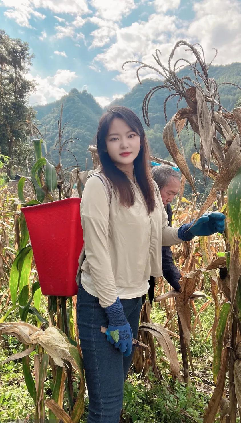 今天我家收玉米