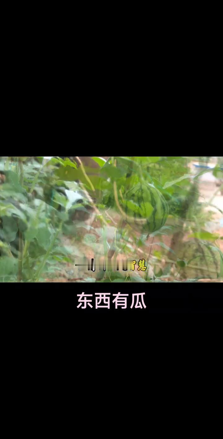 东西有瓜。
知人者智，自知者明。人这一生，认清别人是智慧，悟到自己才是境界。心宽