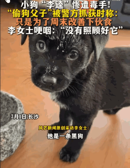 湖南长沙，一对父子是工地上的挖掘机司机，他们周末不上班，就用药物偷狗。

用药物