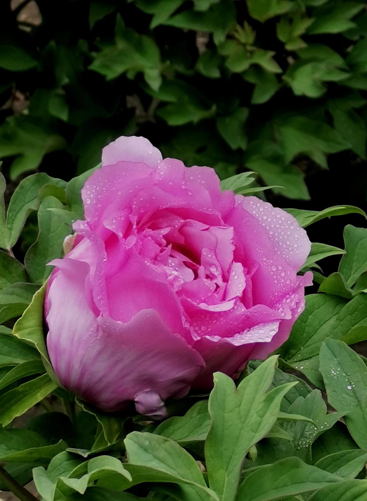 张榜鸣谢

四月的风裹着花香拂面而来——牡丹雍容，紫藤垂瀑，秦岭山间的野生紫荆正