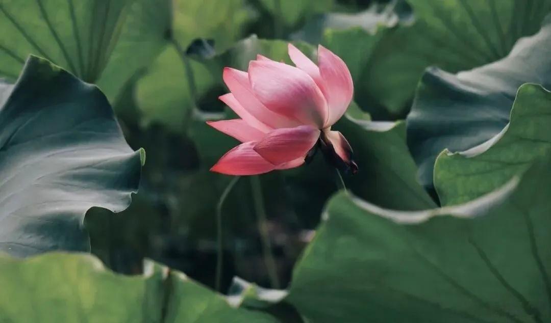 荷风满洛城，夏日入古檐～寻美河南🪷寻美洛阳