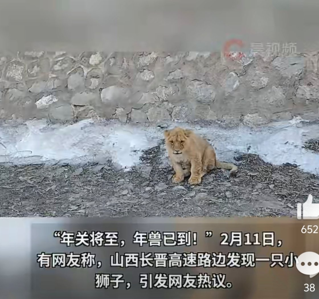 官方回应高速路边发现一只小狮子热带动物在冰天雪地的高速公路，可怜的小狮子，幸亏获