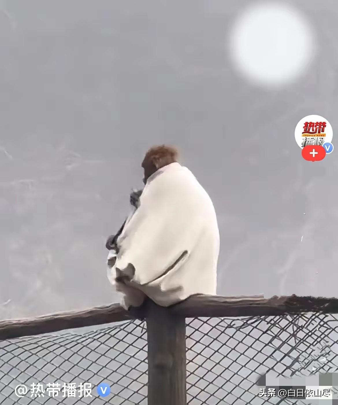 近日，峨眉山景区生态猴区上演了一场爆笑名场面……
一只猴子觅食却一把抢走游客的外