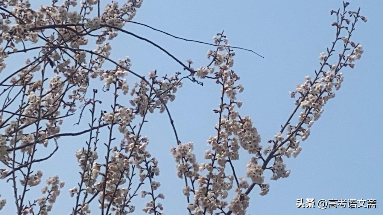 天南地北大拜年春日暖阳下，樱花绽放，美不胜收！🌸🌸🌸