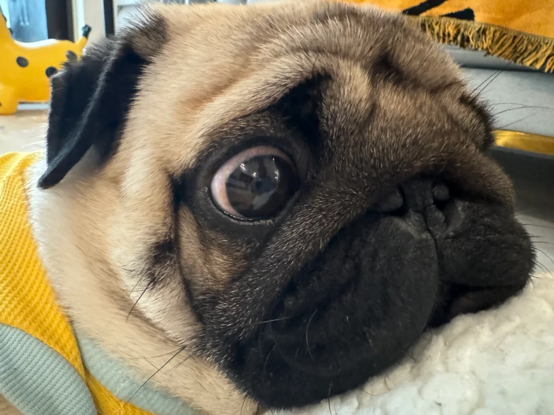 这胖嘴，我一天能亲100下😌