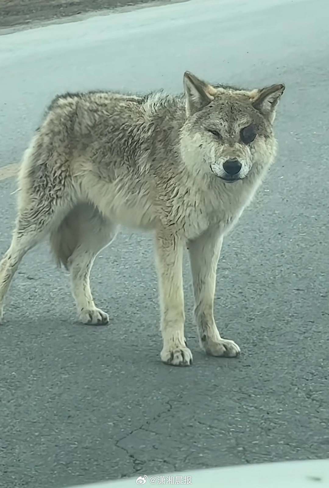 【“眼睛都爆出来了”，#可可西里一网红狼左眼肿胀疑受伤#，#当地称网红狼左眼肿胀