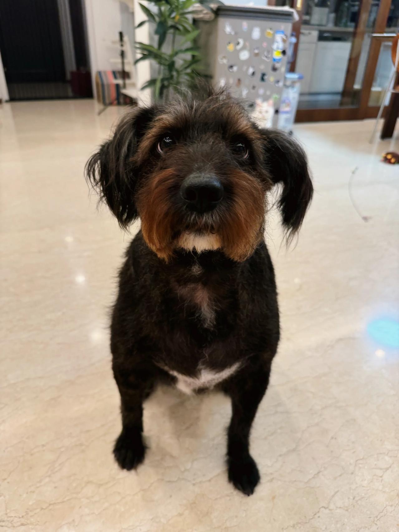 你们就说帅不帅吧！
#狗狗# #萌宠#