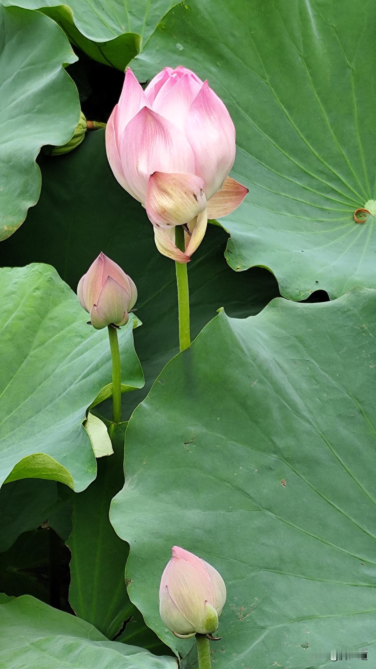 下联：秋风桂花香。