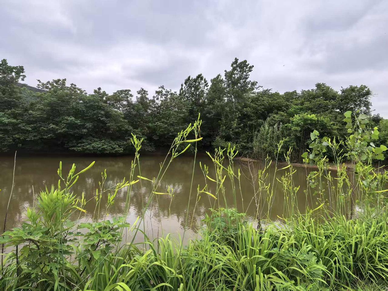 《山野雨后，塘静草青》
     这画面简直绝了。涂山拍到的雨后，清新又美妙。