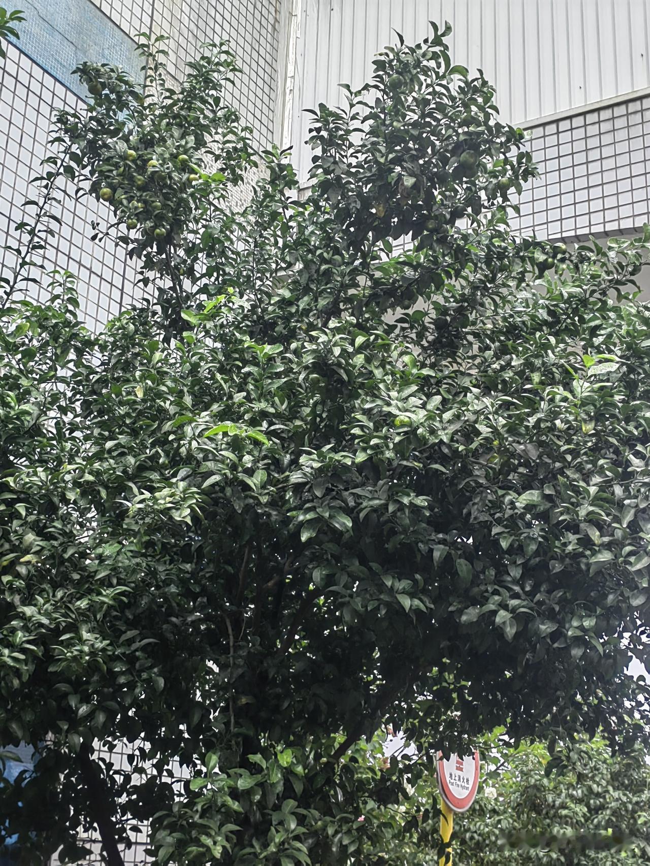 我的今日状态：😁轻松愉快
我这里的天气：☀️晴天