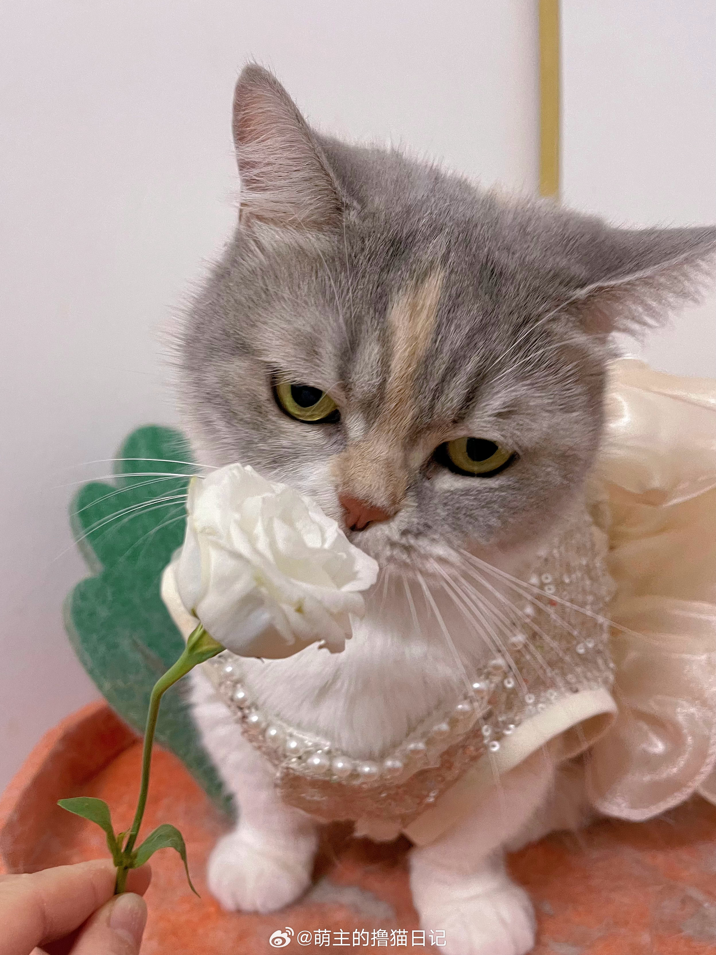 猛虎嗅蔷薇日常吸猫
