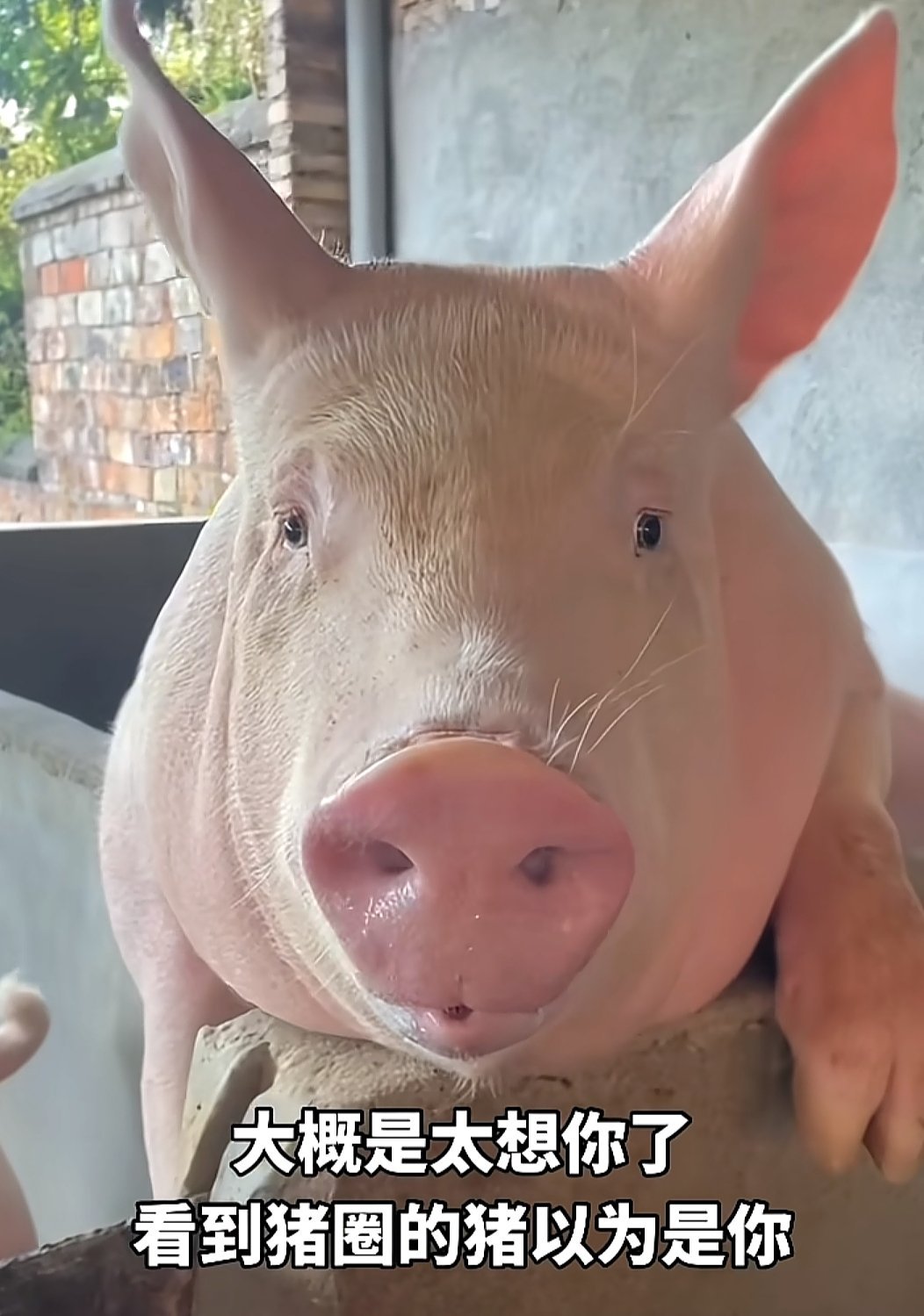 艾特一位你认为最像它的网友 