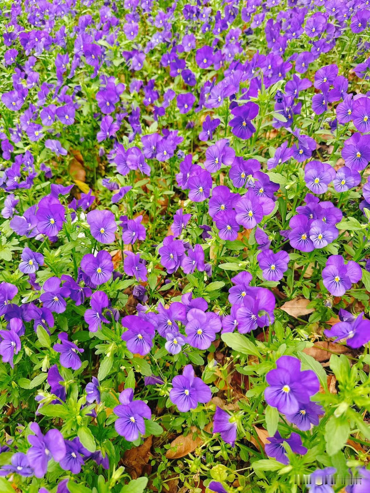 什么样的团队，才会像机器一样精密？像钟表一样准确？像钻石一样刚硬？像石头狮子一样