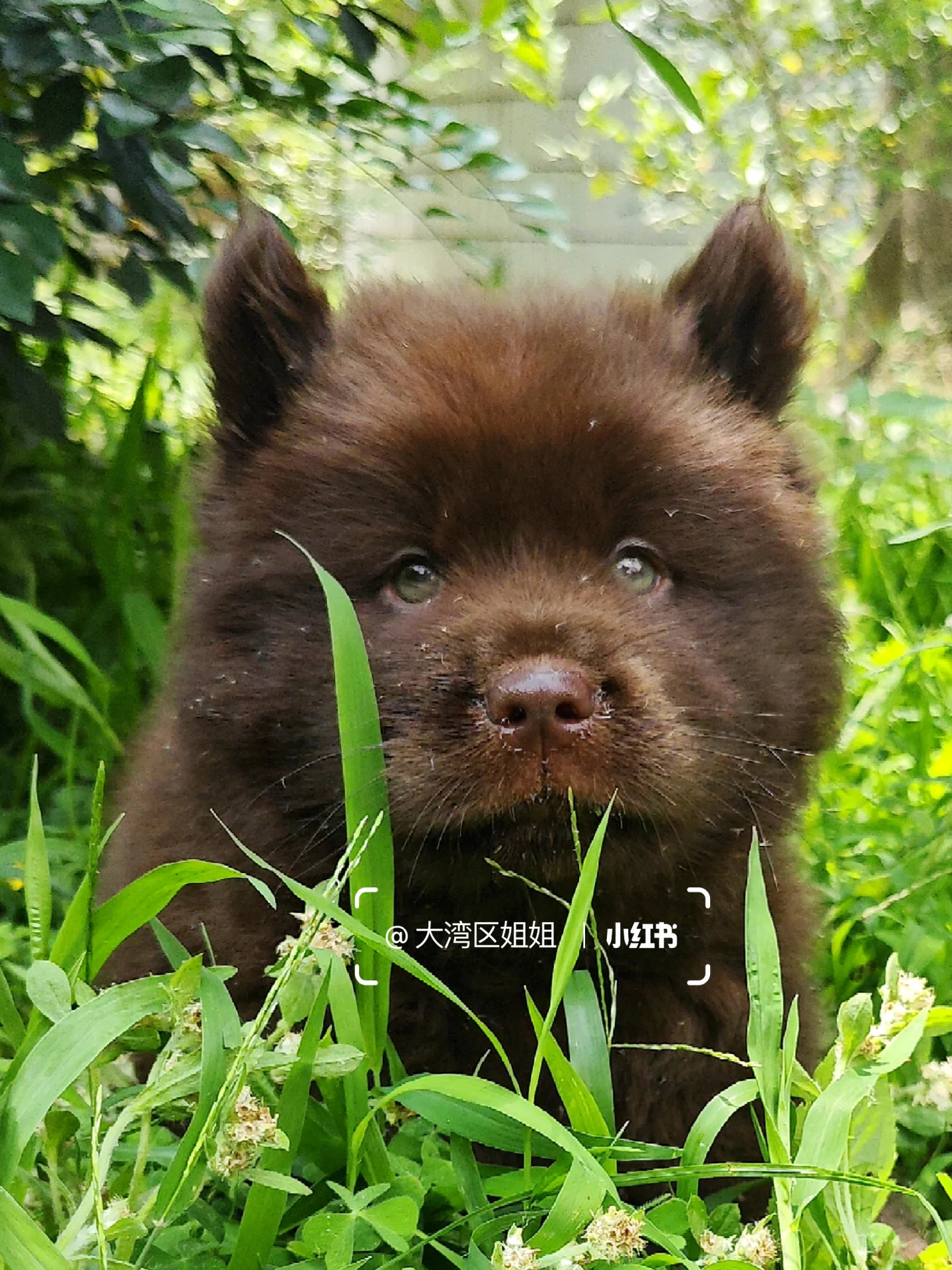 像熊熊的山牛红土松弟弟，大毛温顺听话亲人