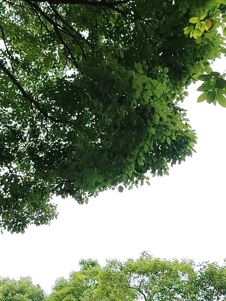 在一个以融资为主的市场，所有的规则都是围绕着融资设计的，在没有改变融资定位的前提