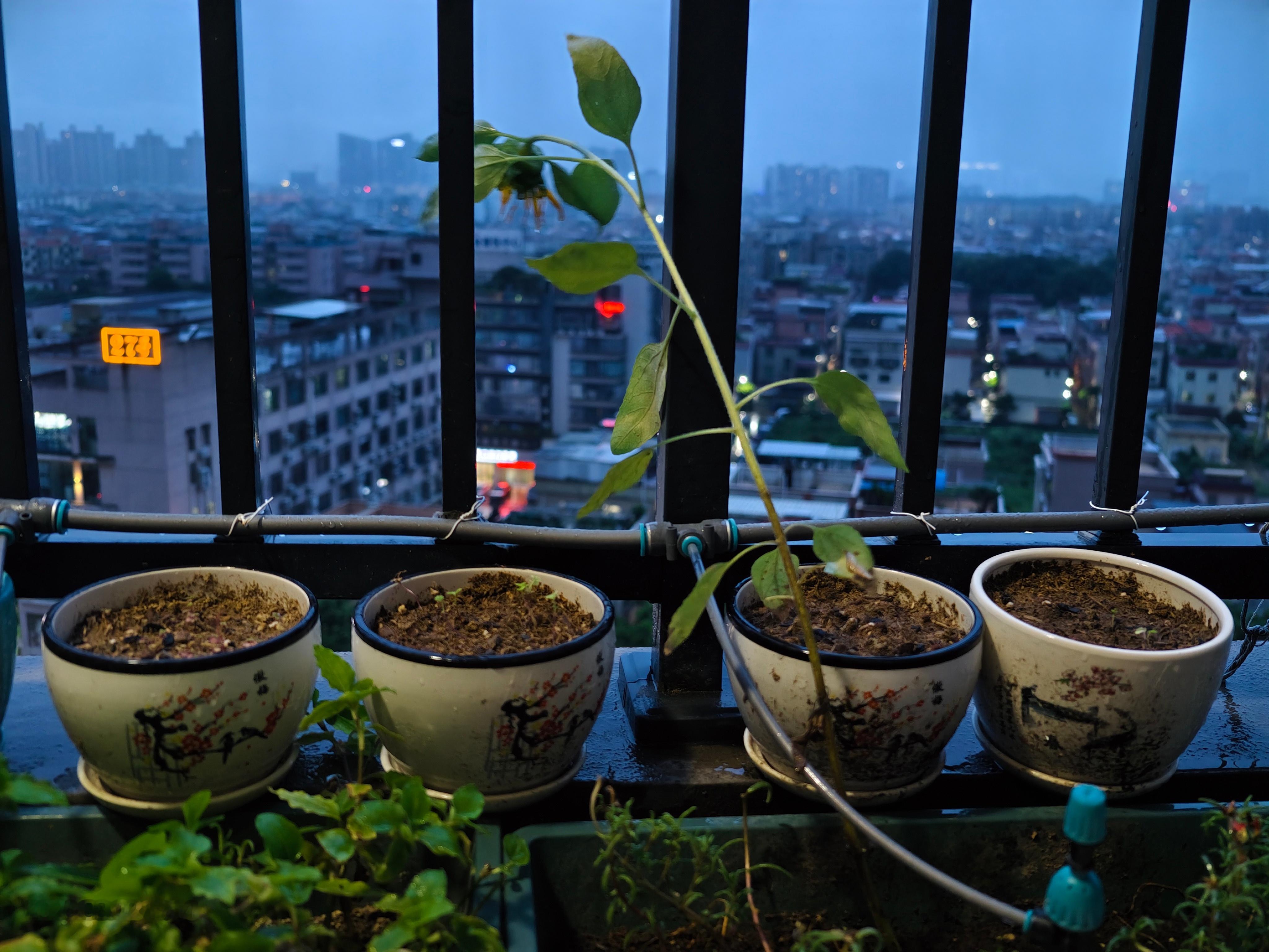 摄影 这雨断断续续下了一天！ 佛山