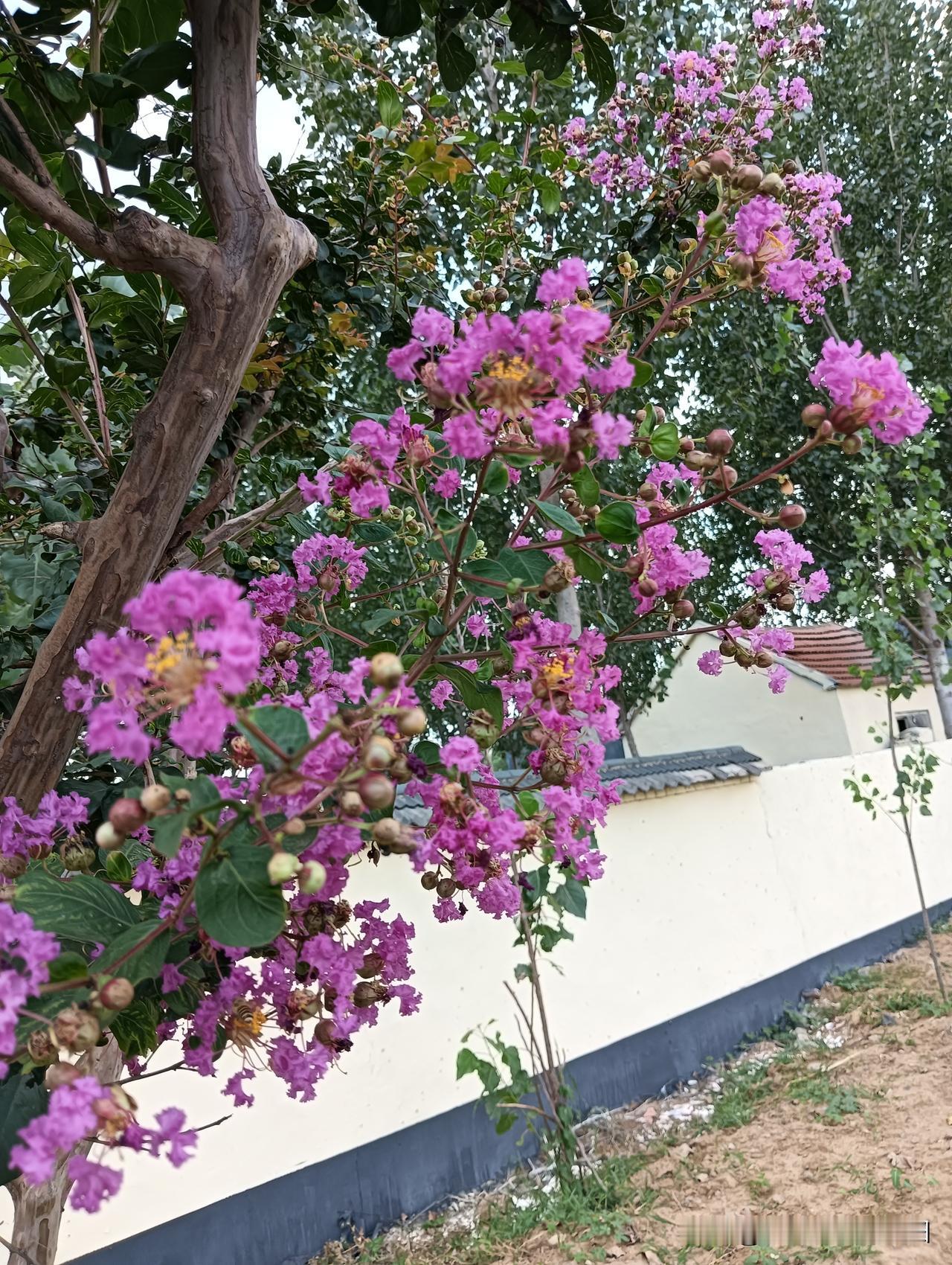夏日生活打卡季太美了吧！紫薇花开了近两个月，今天下班途中偶遇白色的紫薇花，太少见